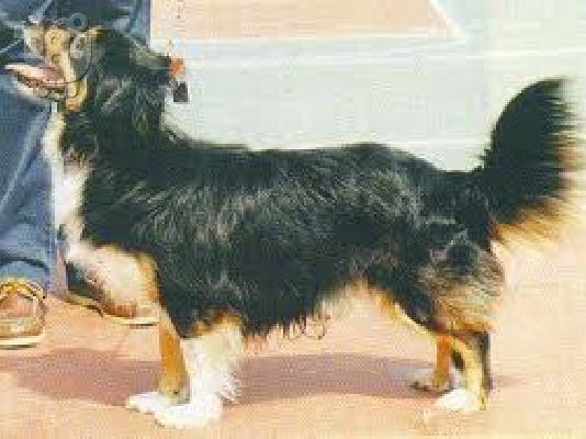 Small Greek Domestic Dog for adoption Ιρλανδικός Γουλφχάουντ